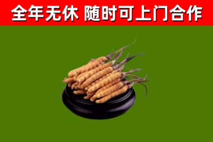 西宁市回收散虫草