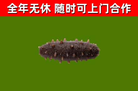西宁市回收海参干